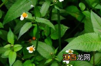 白花鬼针草怎么吃 白花鬼针草