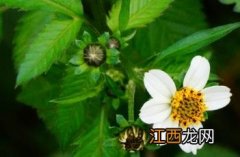 白花鬼针草怎么吃 白花鬼针草