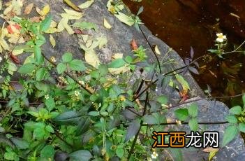 白花鬼针草怎么吃 白花鬼针草