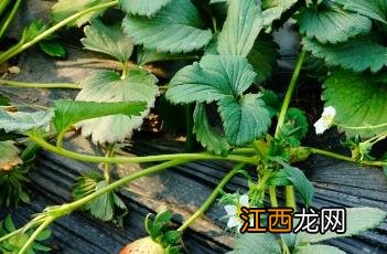 大棚草莓常见问题及解决办法大全 大棚草莓常见问题及解决办法