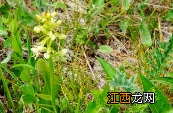 二叶舌唇兰 二叶舌唇兰值钱吗