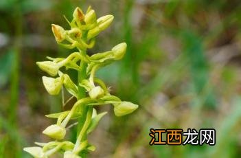 二叶舌唇兰 二叶舌唇兰值钱吗