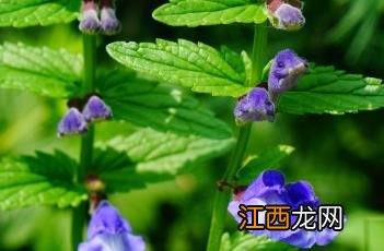 并头黄芩简笔画 并头黄芩