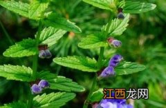 并头黄芩简笔画 并头黄芩