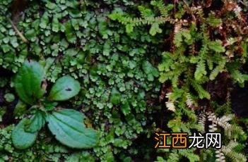 中华卷柏的功效与作用 中华卷柏