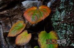 无根草 独根草