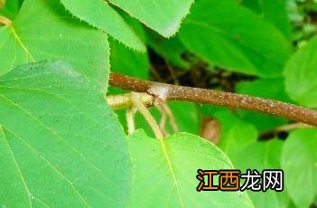 猕猴桃浇水注意事项图片 猕猴桃浇水注意事项