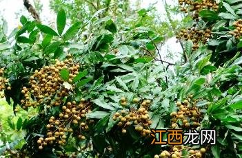 龙眼的种植要点和方法 龙眼的种植要点