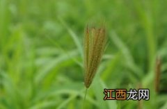 虎尾草图片 虎尾草