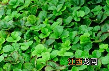 草莓苗期管理技术视频 草莓苗期管理技术