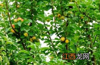 苹果坐果率低的原因及解决方法 苹果坐果率低的原因是什么