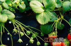 草莓种植技术 草莓种植技术与管理视频