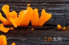 桂花耳的功效与作用及禁忌 桂花耳