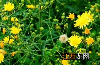 山柳菊 山柳菊花语