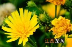 山柳菊 山柳菊花语