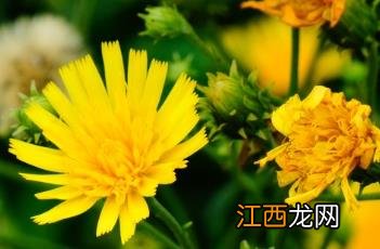 山柳菊 山柳菊花语