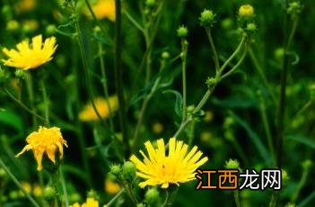 山柳菊 山柳菊花语