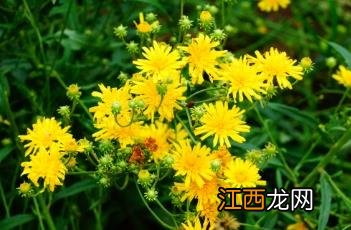 山柳菊 山柳菊花语