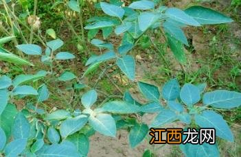 毛曼陀罗 毛曼陀罗图片