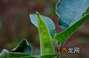 毛曼陀罗 毛曼陀罗图片