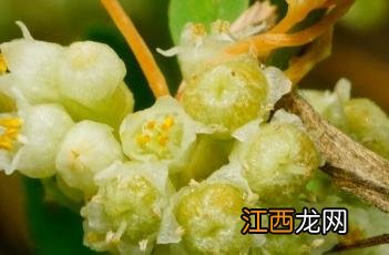 菟丝子图片 菟丝子