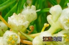 菟丝子图片 菟丝子