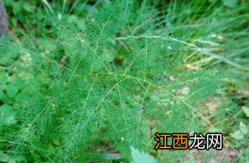 龙须菜要用热水焯吗 龙须菜