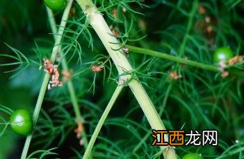 龙须菜要用热水焯吗 龙须菜