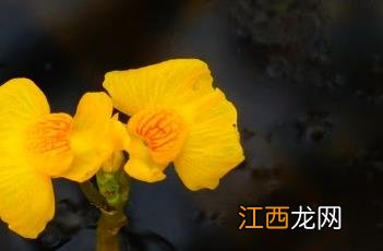 黄花狸藻怎么养 黄花狸藻