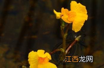 黄花狸藻怎么养 黄花狸藻