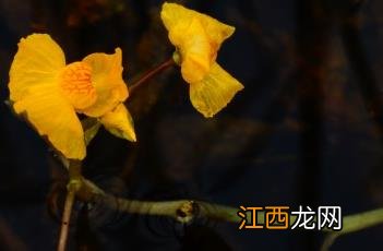 黄花狸藻怎么养 黄花狸藻