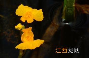 黄花狸藻怎么养 黄花狸藻