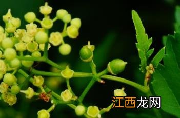 掌裂草葡萄果实能吃吗 掌裂草葡萄