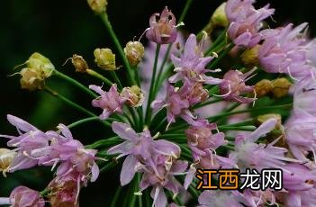 山韭花怎么吃 山韭