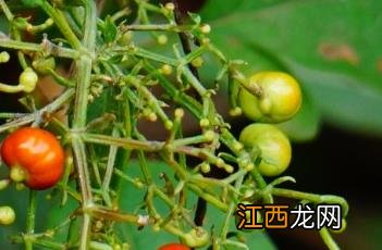 茜草生地乌发膏制作方法 茜草