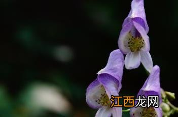 草乌头图片 草乌头