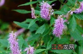 木本香薷药用价值 木本香薷