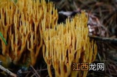 红珊瑚菌图片 粉红枝瑚菌