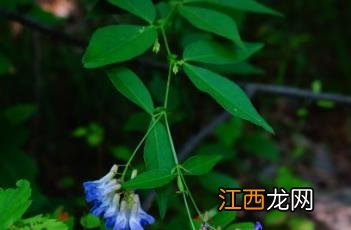 歪头菜草图片 歪头菜