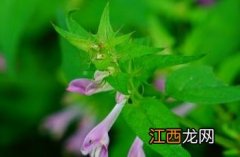 山萝花苷 山萝花