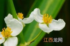 野慈姑 野生山慈菇图片