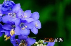 花荵 冰兰花