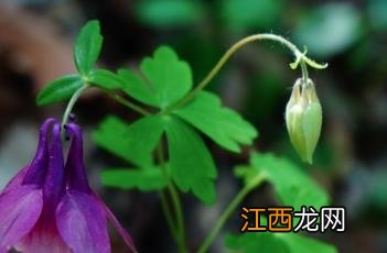 华北耧斗菜图片 华北耧斗菜