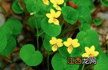 双花黄堇菜 大黄花堇菜