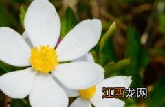 银莲花 银莲花花语