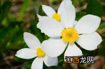 银莲花 银莲花花语