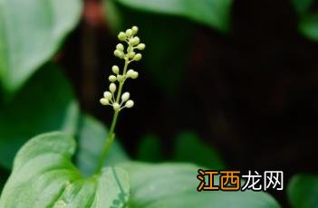 舞鹤草 舞鹤草中药