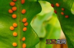 江南星蕨 江南星蕨多少钱一斤