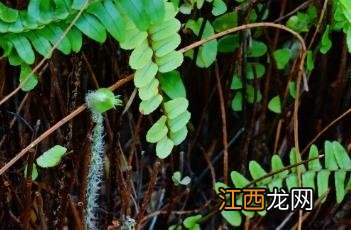 肾蕨图片 肾蕨