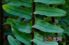 肾蕨图片 肾蕨